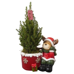 Picea glauca 'Conica'