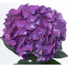 Hydrangea 'Samurai' 21cm
