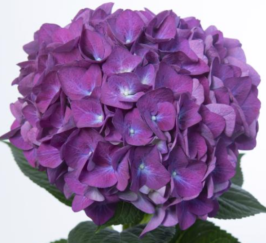 Hydrangea 'Samurai' 21cm