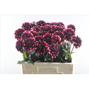 Dahlia davina michelle red