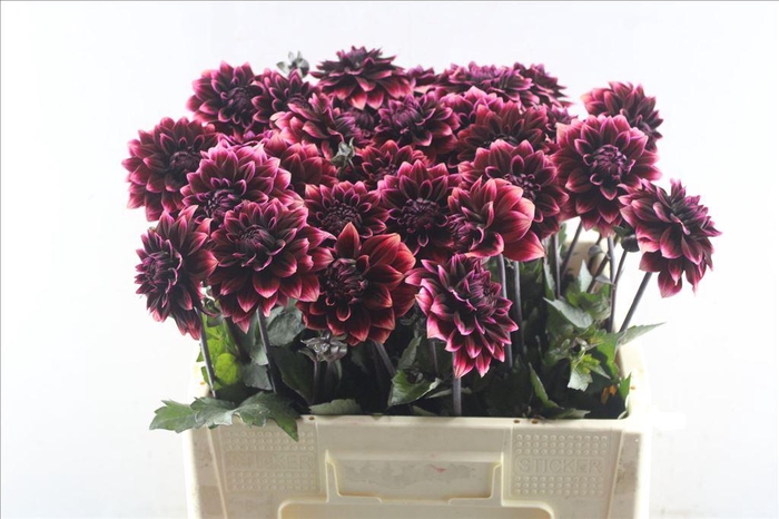 <h4>Dahlia davina michelle red</h4>