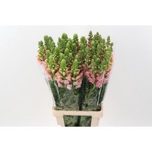 Antir Poto Light Pink