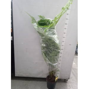 Cyathea cooperi