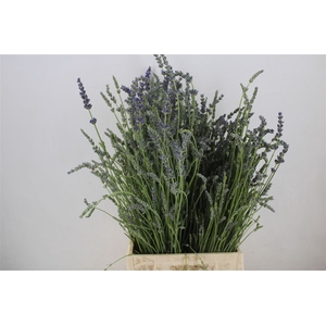 Lavendel Fresh P Bunch