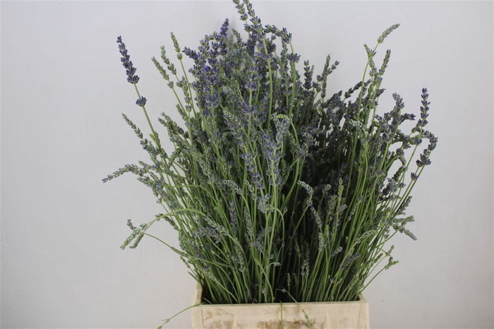 <h4>Lavendel Fresh P Bunch</h4>
