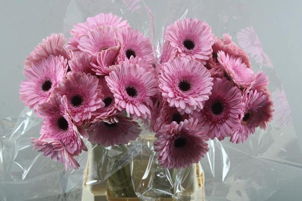 <h4>Ge. Gr Pre-semmy (l.rose)</h4>
