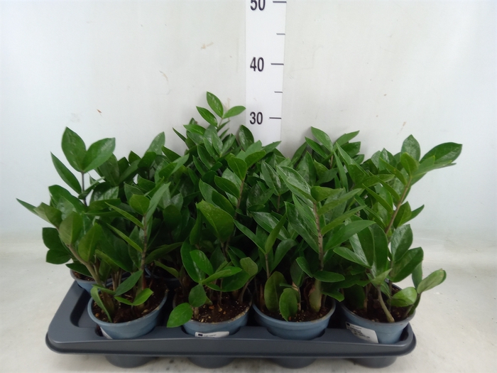 <h4>Zamioculcas zamiifolia</h4>