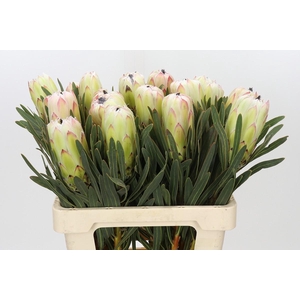 Protea White Night