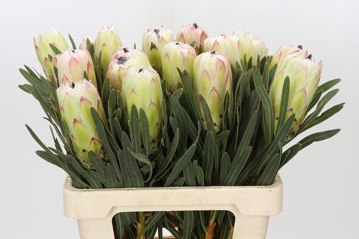 <h4>Protea White Night</h4>