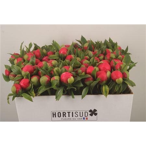 Paeo L Coral D Ambre