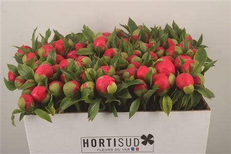 Paeo L Coral D Ambre