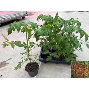 TOMATENPLANTEN