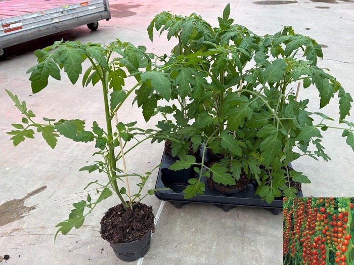 <h4>TOMATENPLANTEN</h4>