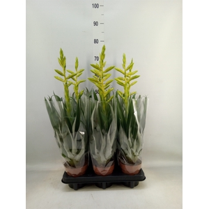 Tillandsia oerstediana