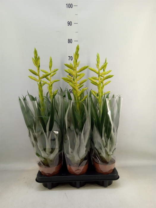 <h4>Tillandsia oerstediana</h4>