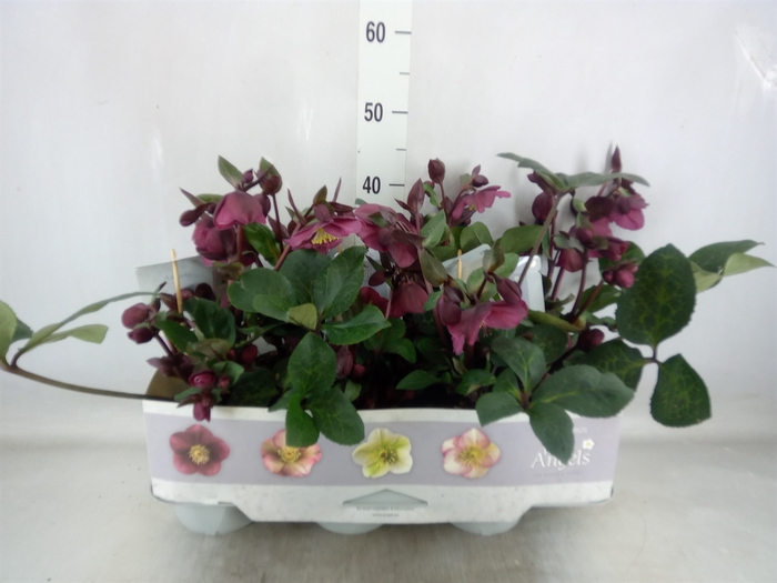 <h4>Helleborus  'Fkiss Annas Red'</h4>