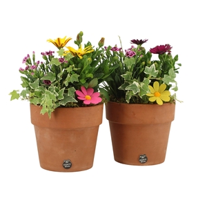 31695: Outdoor summer arrangement