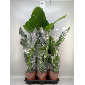 Strelitzia nicolai