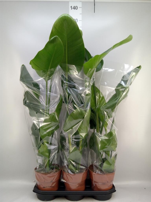 <h4>Strelitzia nicolai</h4>