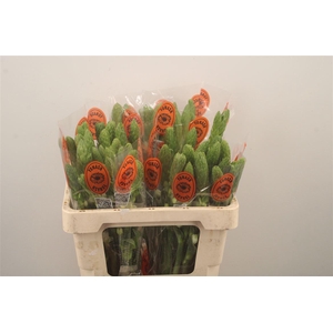 Ornithogalum Thy Milky Way White