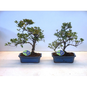 rhododendron indicum, 24 cm shape without driptray