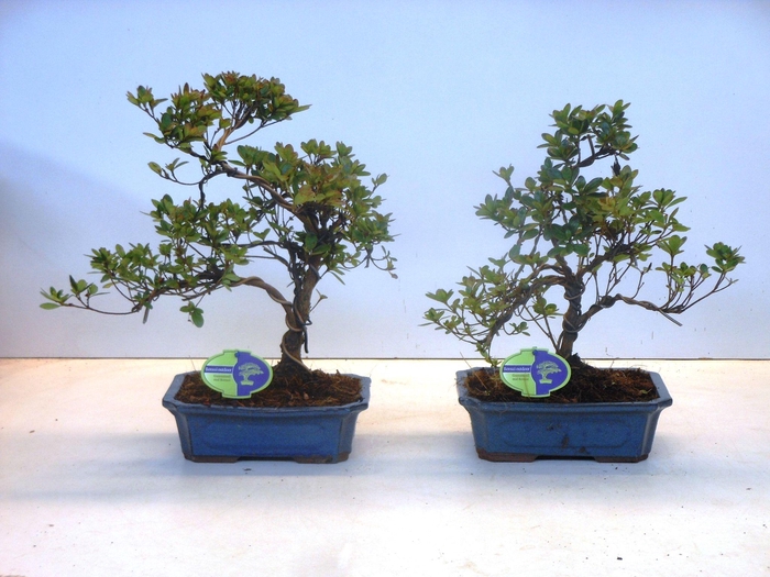 <h4>rhododendron indicum, 24 cm shape without driptray</h4>