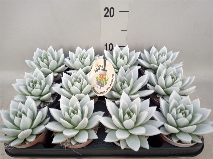 <h4>Echeveria  'Miranda'</h4>