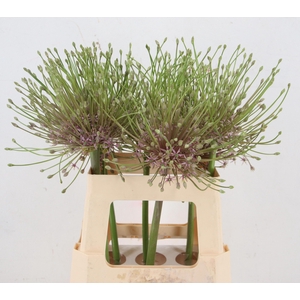 ALLIUM SCHUBERTII