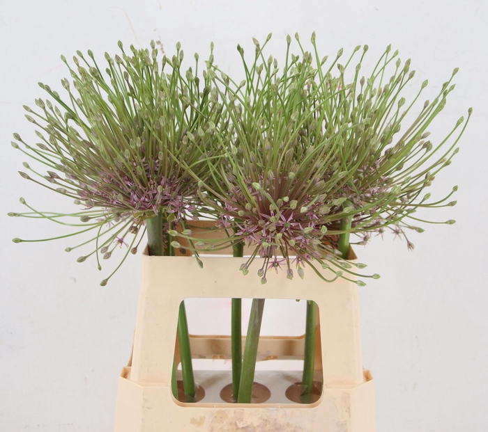 <h4>ALLIUM SCHUBERTII</h4>
