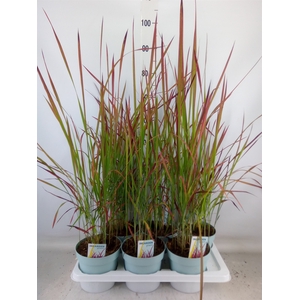 Imperata cylindrica 'Red Baron'