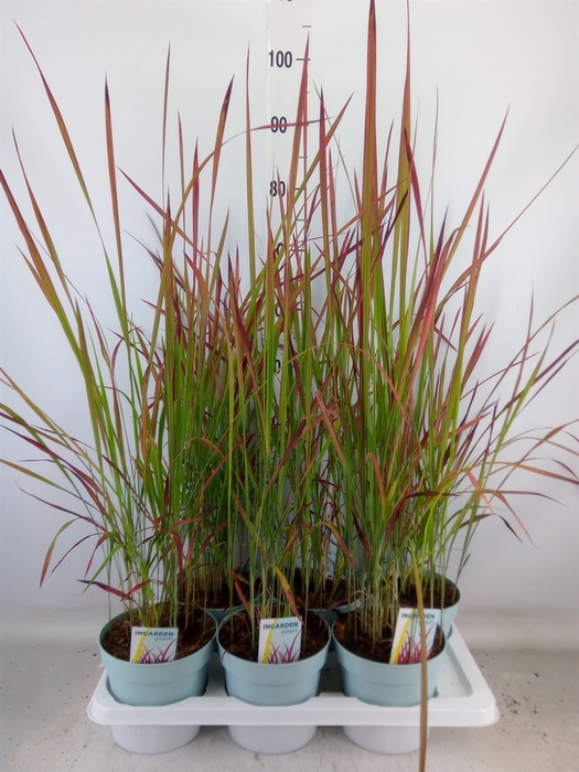<h4>Imperata cylindrica 'Red Baron'</h4>