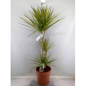 Dracaena marg. 'Sunray'