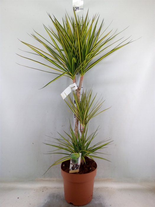 <h4>Dracaena marg. 'Sunray'</h4>