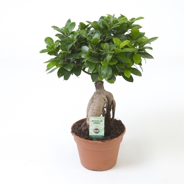 <h4>Ficus micr. Ginseng</h4>