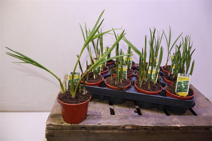 <h4>arr8 Frit Meleagris</h4>