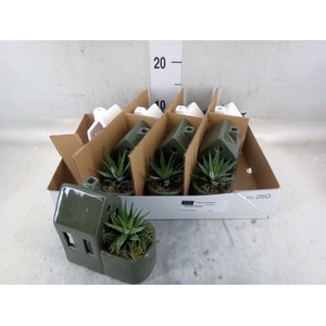 Arr.   Kamerplant Groen L%