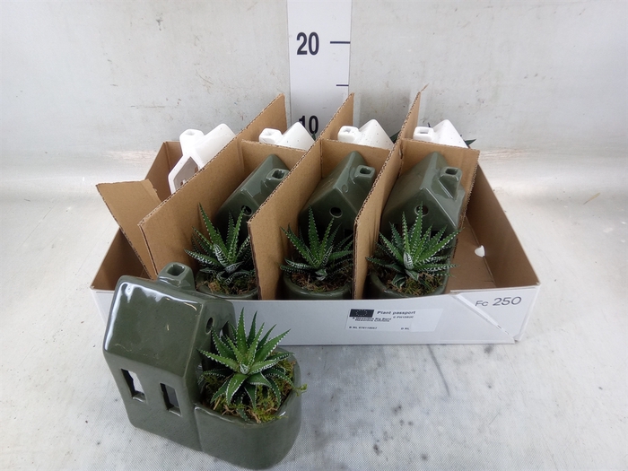 <h4>Arr.   Kamerplant Groen L%</h4>