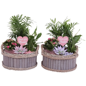 Grandmothers Day Arr. Indoor Wooden Pot Waterhyacinth Rim Ø25cm