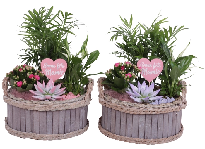 <h4>Grandmothers Day Arr. Indoor Wooden Pot Waterhyacinth Rim Ø25cm</h4>