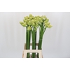 Ornithogalum Saundersiae
