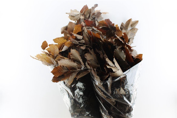 Beuk Beech Stab. Brown