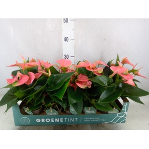 Anthurium andr. 'Sweet Dream'