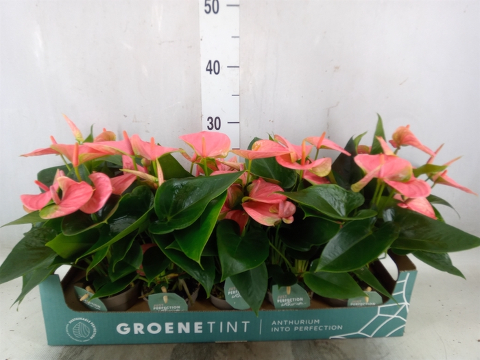 <h4>Anthurium andr. 'Sweet Dream'</h4>