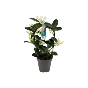 Stephanotis boog 7-8 tros p12