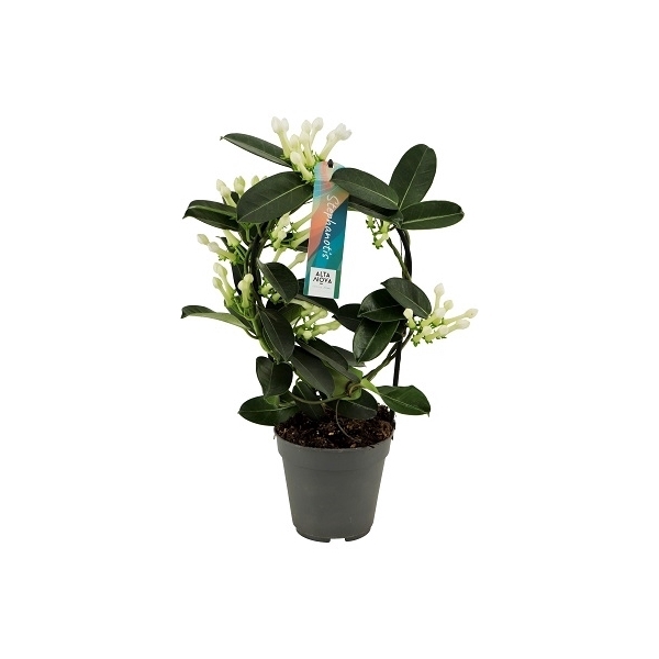 <h4>Stephanotis boog 7-8 tros p12</h4>