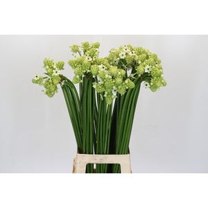 Ornithogalum Saundersiae