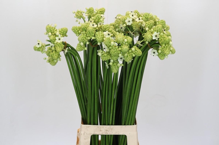 <h4>Ornithogalum Saundersiae</h4>