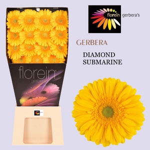 Gerbera Submarine Diamond