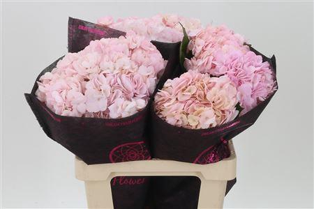 Hydr ( Box ) Light Pink Tinted