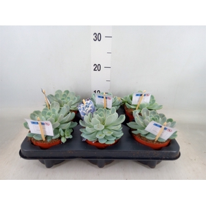 Echeveria   ...